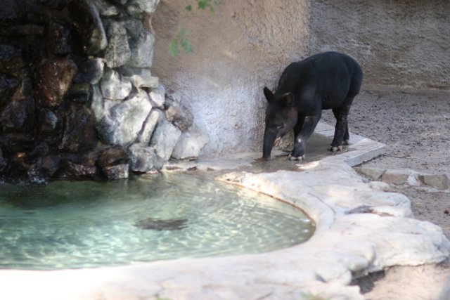 Majestic Black Boar by the Water