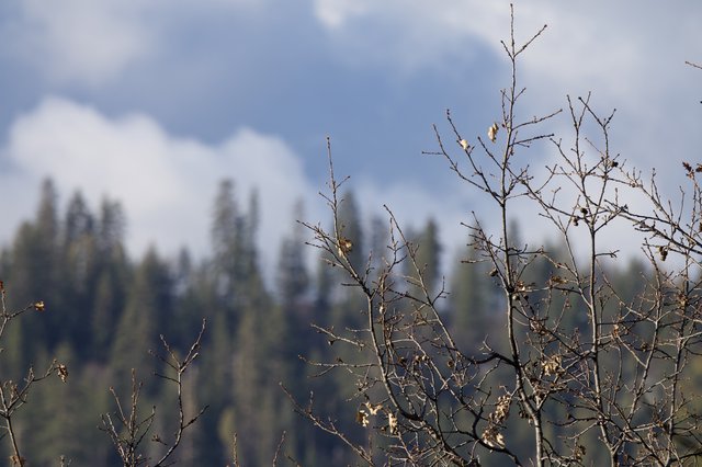 Bare Winter Branches Against Misty Forest Landscape