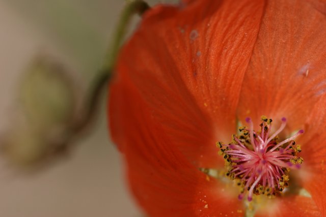 The Intricate Details of an Orange Geranium Flower