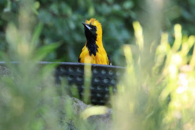 Vibrant Hooded Oriole Perched Among Garden Foliage