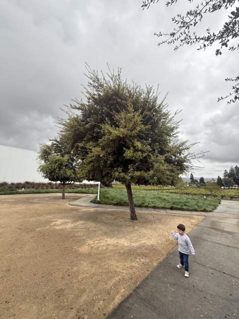 Stroll in the Overcast Park