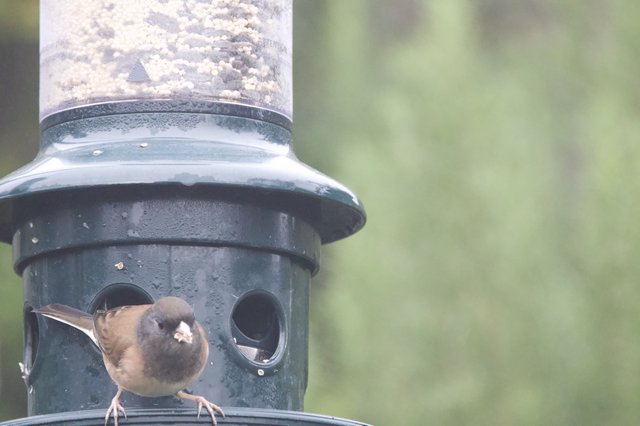 Brown Bird Perched at Weathered Green Bird Feeder
