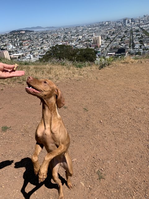 The Vizsla and the Treat on Top of Bernal Heights