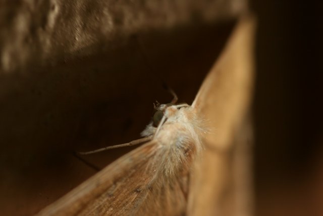 The Majestic Moth