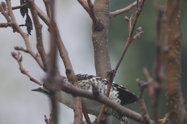Spotted Woodpecker Foraging Among Bare Winter Branches