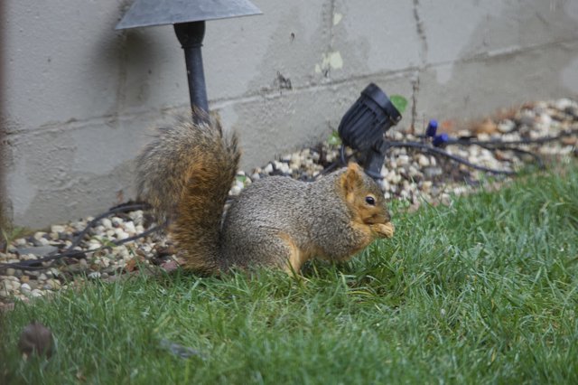 Fox Squirrel Foraging in Backyard Garden