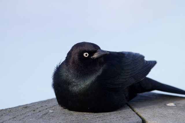 Majestic Maverick's Blackbird