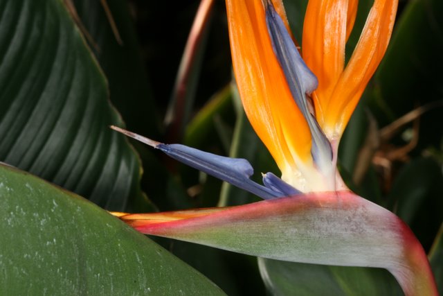 Bird of Paradise Bloom