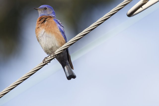 Perched Elegance in Blue