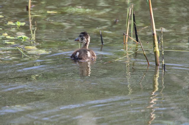 Young Ruddy Duck Swimming in Wetland Habitat