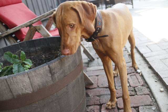 A Vizsla Dog on Flagstone Walkway beside a Potted Plant