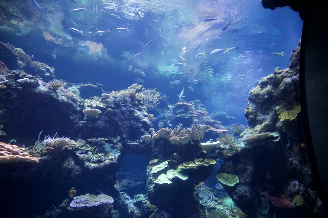 Vibrant Coral Reef Ecosystem in Large Aquarium Display
