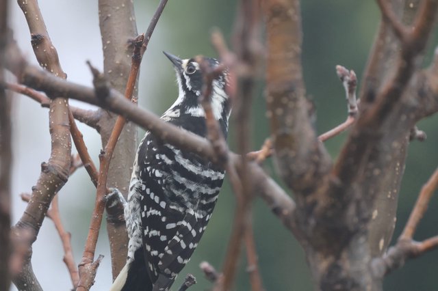 Lesser Spotted Woodpecker Perched Among Bare Winter Branches