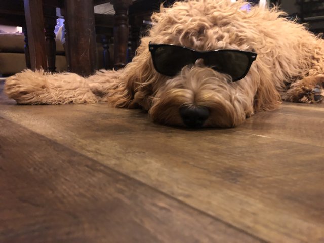 Cool Pup