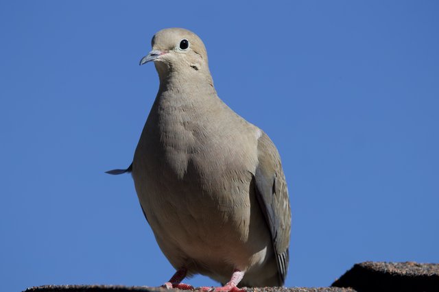Eurasian Collared-Dove Portrait Against Clear Blue Sky