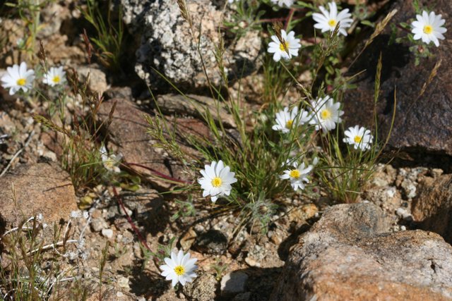 White Blooms Among the Rocks