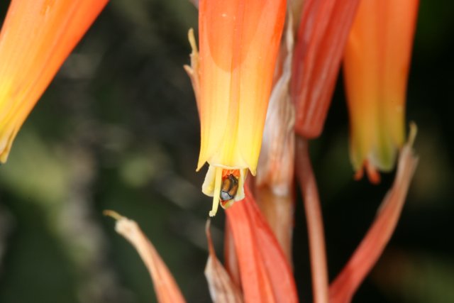 Dewy Amaryllidaceae