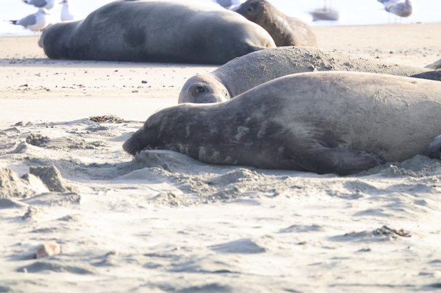 Elephant Seal Colony Resting on Sandy Beach