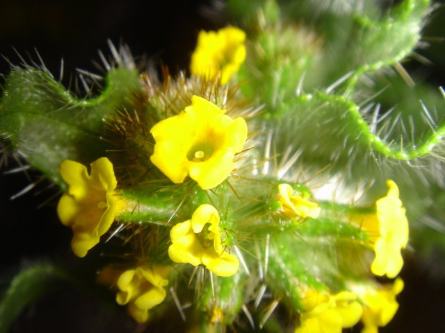 Sunny Cactus Flower