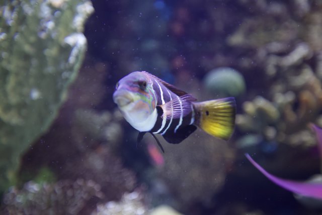Striped Angelfish in the Underwater World