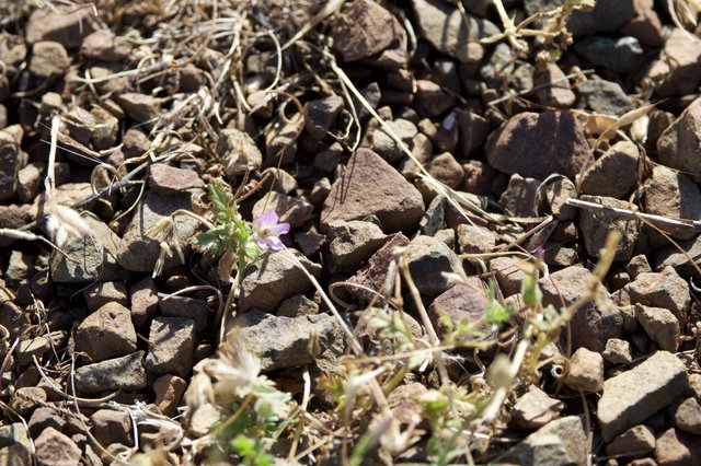Lone Wildflower Persists Among Rocky Desert Gravel