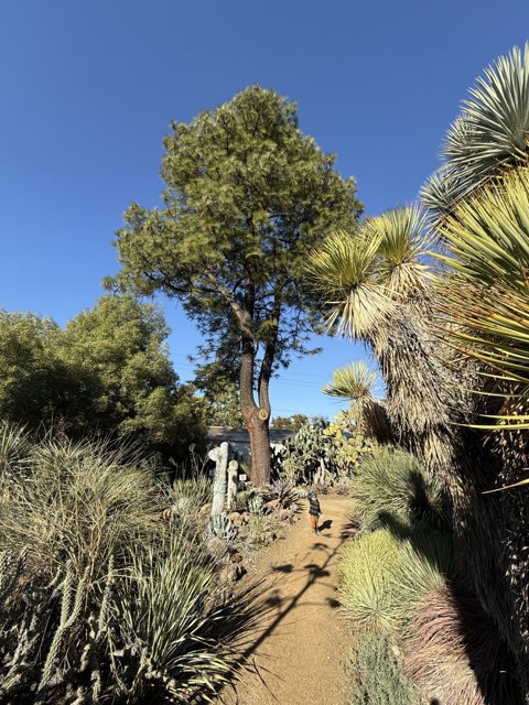 Serene Stroll Amongst the Giants