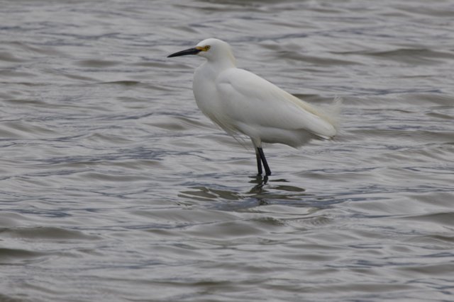 Graceful Sentinel of the Bay