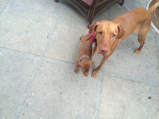 Puppy Love on the Patio