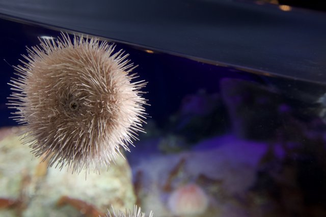 Sea Urchin in an Aquarium
