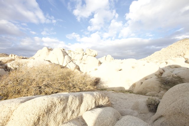 A Scenic View of Joshua Tree Desert