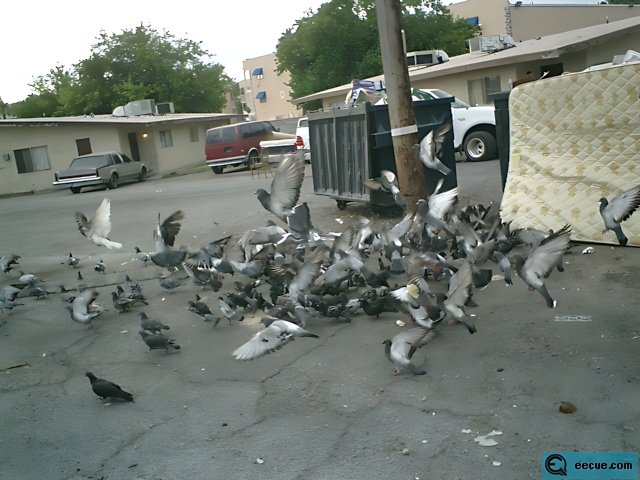 Pigeon Party in the Parking Lot