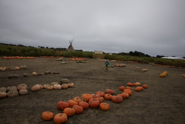 Harvest Day at Walnut Creek