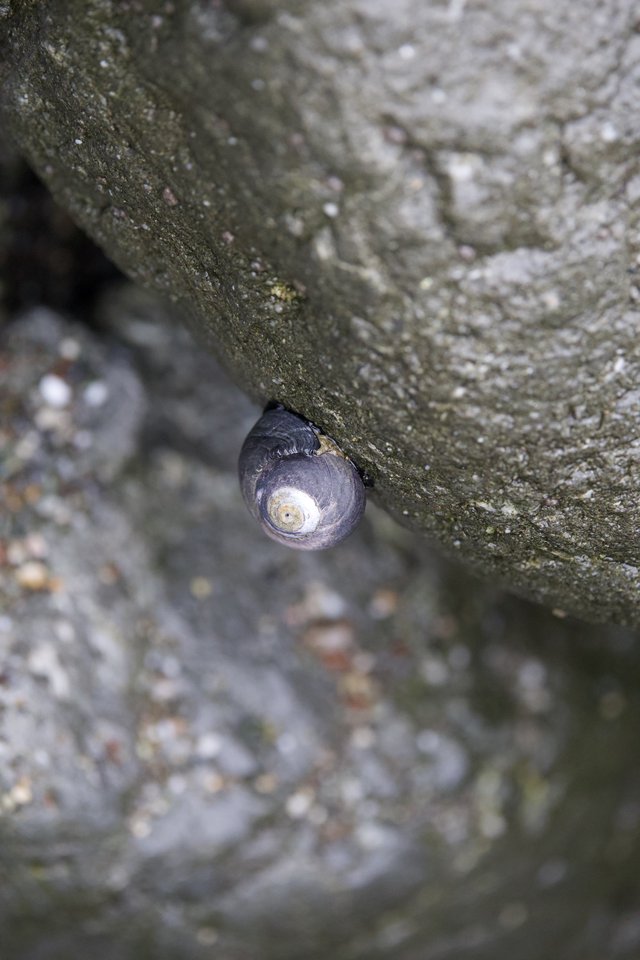 Periwinkle Snail Sheltering in Rocky Crevice