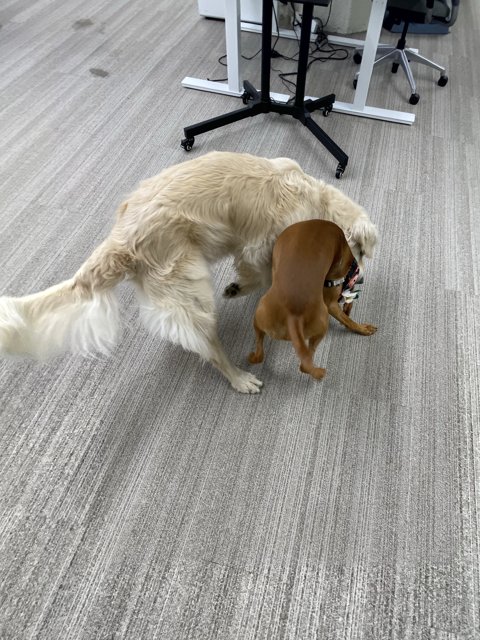 Office Pals