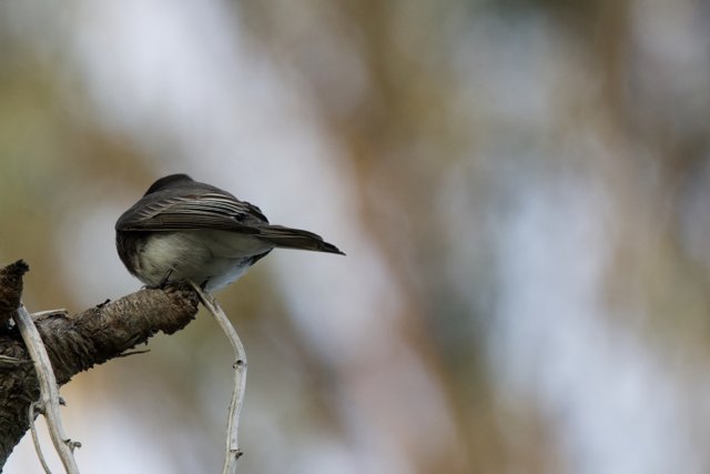 Sparrow's Perch at Fort Mason