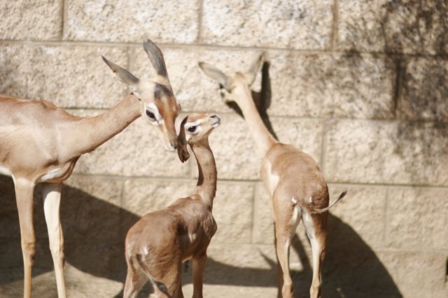 A mother and her fawn Caption: A baby Impala gazelle stands next to its mother in the zoo. #wildlife #mammals #impala #gazelle #deer #zoo