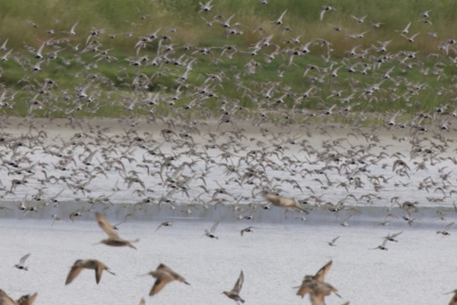 Dance of the Sandpipers