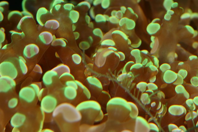 Vibrant Sea Anemone Coral in the Reef