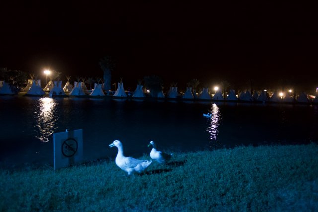 Ducks on the Lake at Night in Coachella