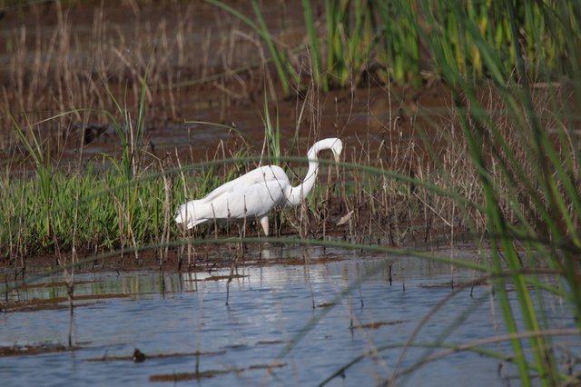 Great Egret Hunting in Wetland Marsh