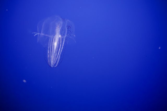 Mesmerizing Depths of Monterey: The Jellyfish Dance