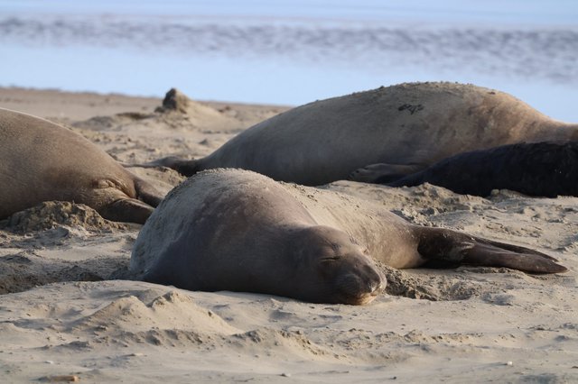 Elephant Seals Resting on Sandy Beach at Drakes