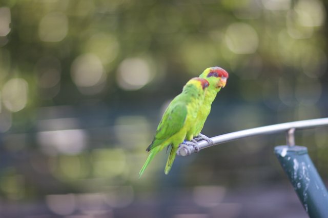 Perched Parakeet Pair