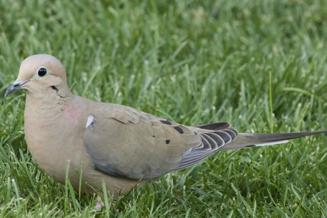 Graceful Ground Dweller
