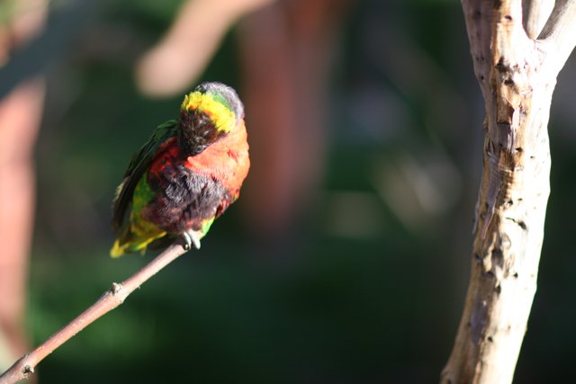 Colorful Bird on a Branch