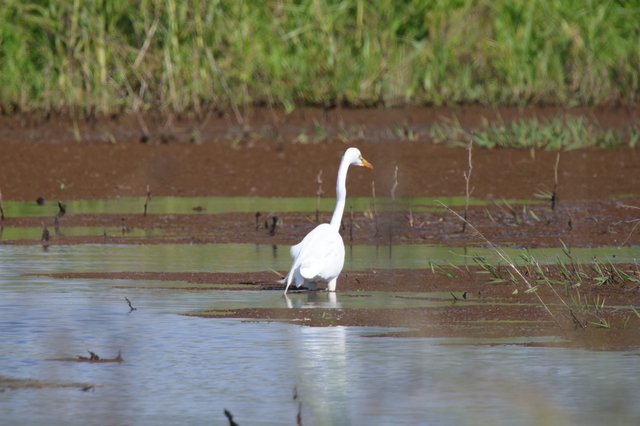 Great Egret Wading in Shallow Wetland Waters