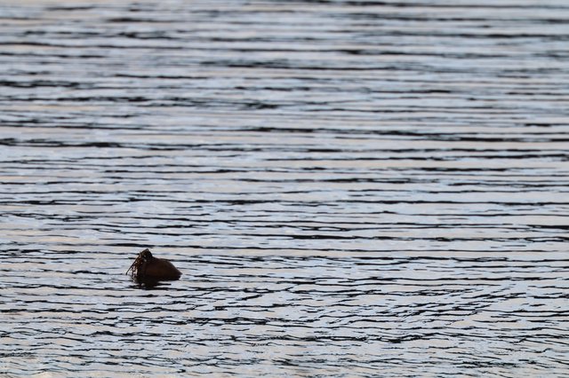 Elephant Seal Swimming at Dusk at Drakes Beach