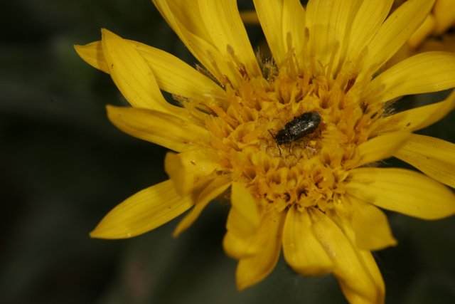Beetle Pollinating a Yellow Daisy