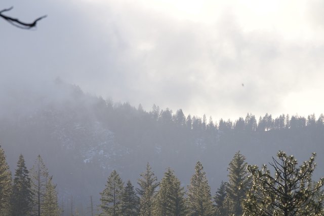 Misty Mountain Forest in Winter Atmosphere
