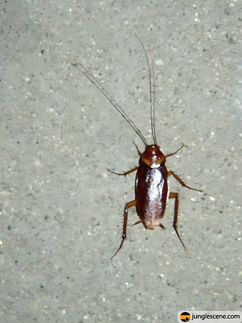 Long-legged Cockroach